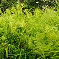 Tiger Grass