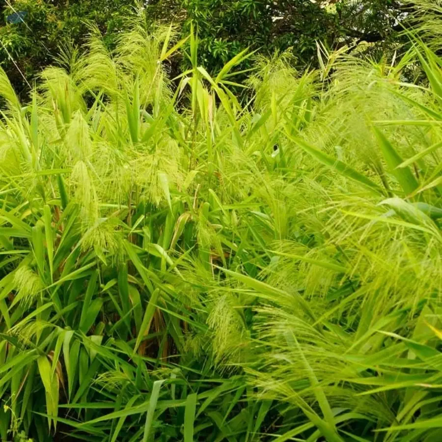 Tiger Grass