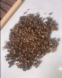Buckwheat