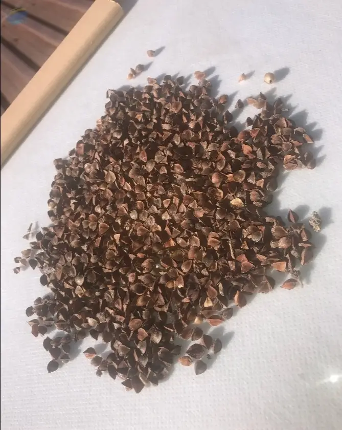 Buckwheat