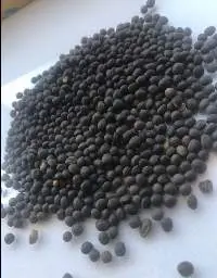 Vetch / Vica Sativa