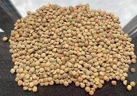 Green Lentils