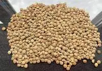 Green Lentils