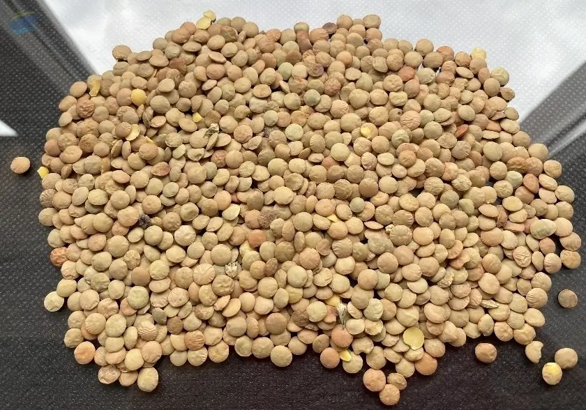 Green Lentils