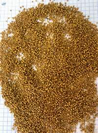 Yellow Mustard Seeds