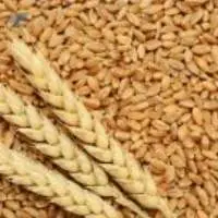 Wheat