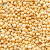 Sorghum