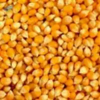 Maize