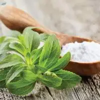 Stevia