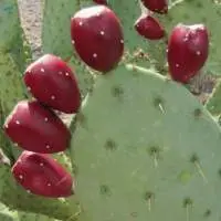 Prickly Pear Fruit