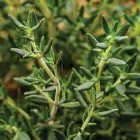 Thyme
