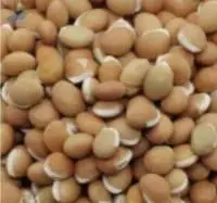 Field Beans