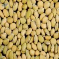 Field Beans