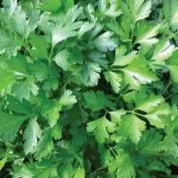 Fresh Parsley Leaves
