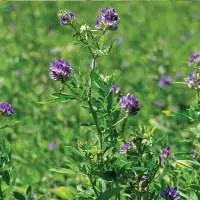 Alfalfa