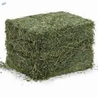 Dry Alfalfa Leaves