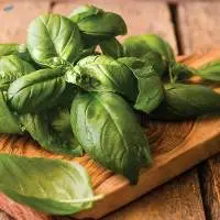 Basil