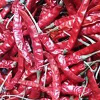 S17 Chilli/ Teja Chilli