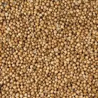 Whole Coriander Seeds