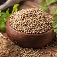 Coriander Leaves