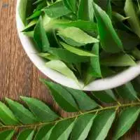 Fresh Curry Leaves