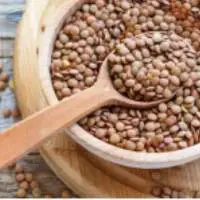 Lentils Seed