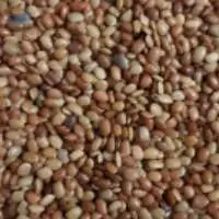Horse Gram