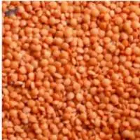 Split Lentils Seed
