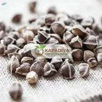 Moringa Seeds