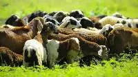 Sheep/ Goat Meat - Frozen