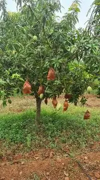Fresh/ Frozen - Mangoes (Banginapalli)