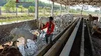 Desi Ghee - 100% Natural (Native Indian Cows)