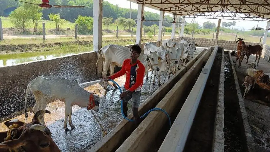 Desi Ghee - 100% Natural (Native Indian Cows)