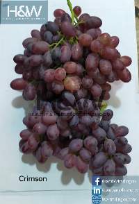 Fresh Grapes