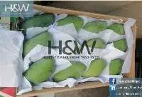 Fresh Mangoes