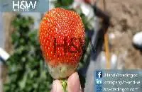 Fresh Strawberries