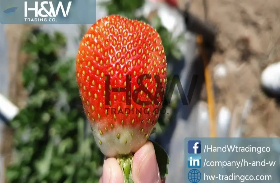 Fresh Strawberries