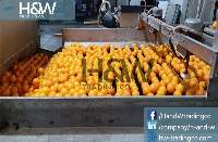 Fresh Oranges