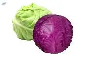 Fresh Cabbage