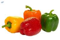 Fresh Capsicum