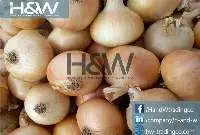 Fresh Onions