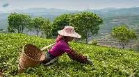 Tea