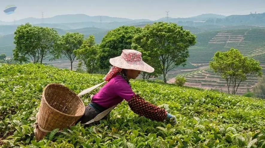 Tea