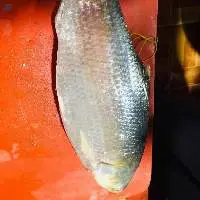 Hilsa Fish (frozen Type And Chill Type)