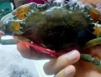 Live And Frozen Crab