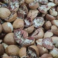 Round And Split Betel Nuts