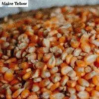 Myanmar Yellow Maize