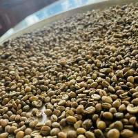 Ceylon Arabica Coffee (Sri Lanka Origin)