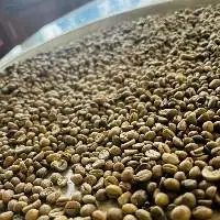 Ceylon Arabica Coffee (Sri Lanka Origin)