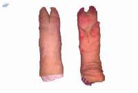Frozen Pork Feet